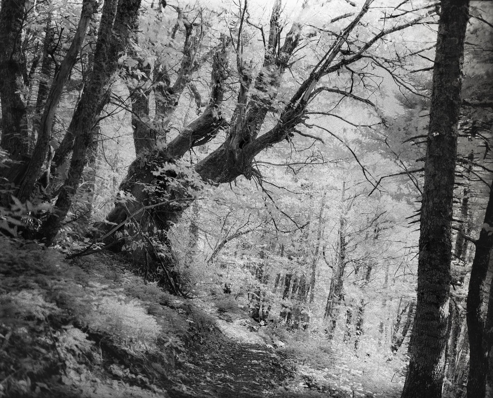 Scopri Dirfi: La Montagna Incantevole di Eubea - JRGR+JC Dirfis | Secret World Trip Planner