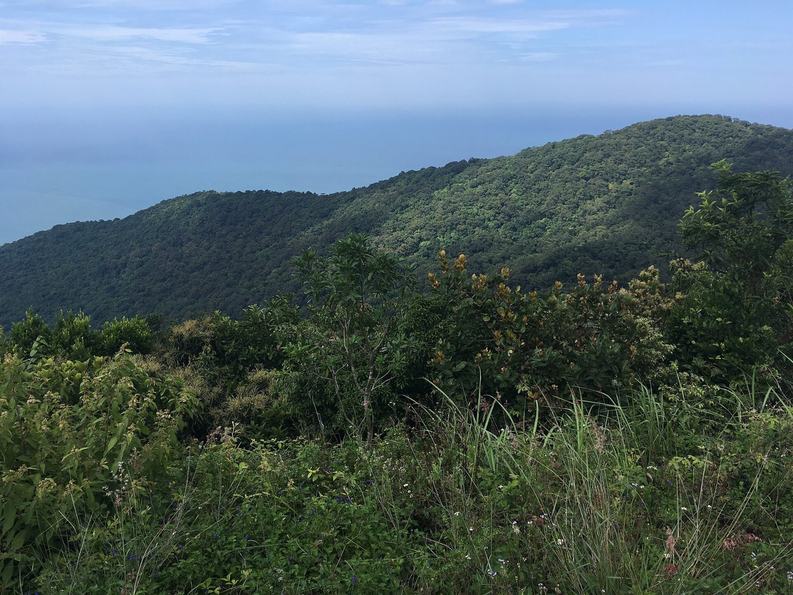 Discover Son Tra Mountain: A Natural Paradise in Vietnam - Son Tra | Secret World Trip Planner