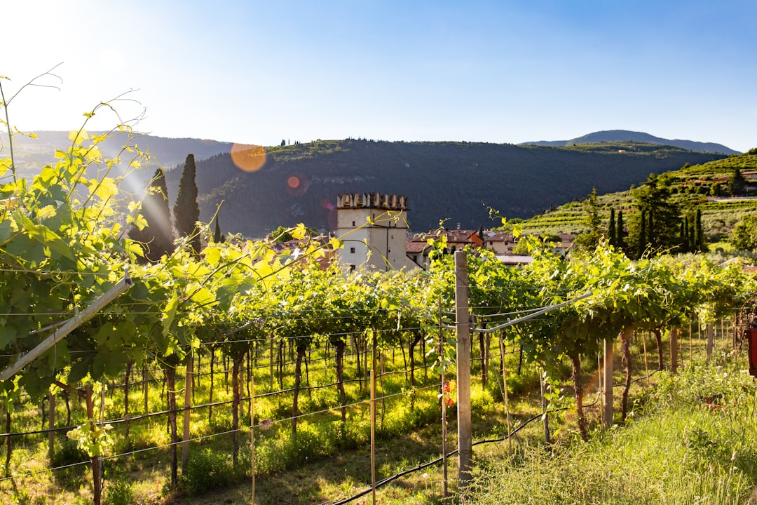 Valpolicella: Das Paradies des Amarone - Valpolicella | Secret World Trip Planner