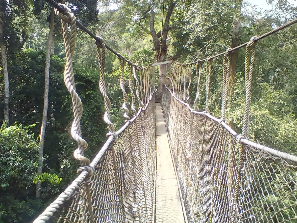 Kakum National Park: A Hidden Gem in Ghana - R82 | Secret World Trip Planner
