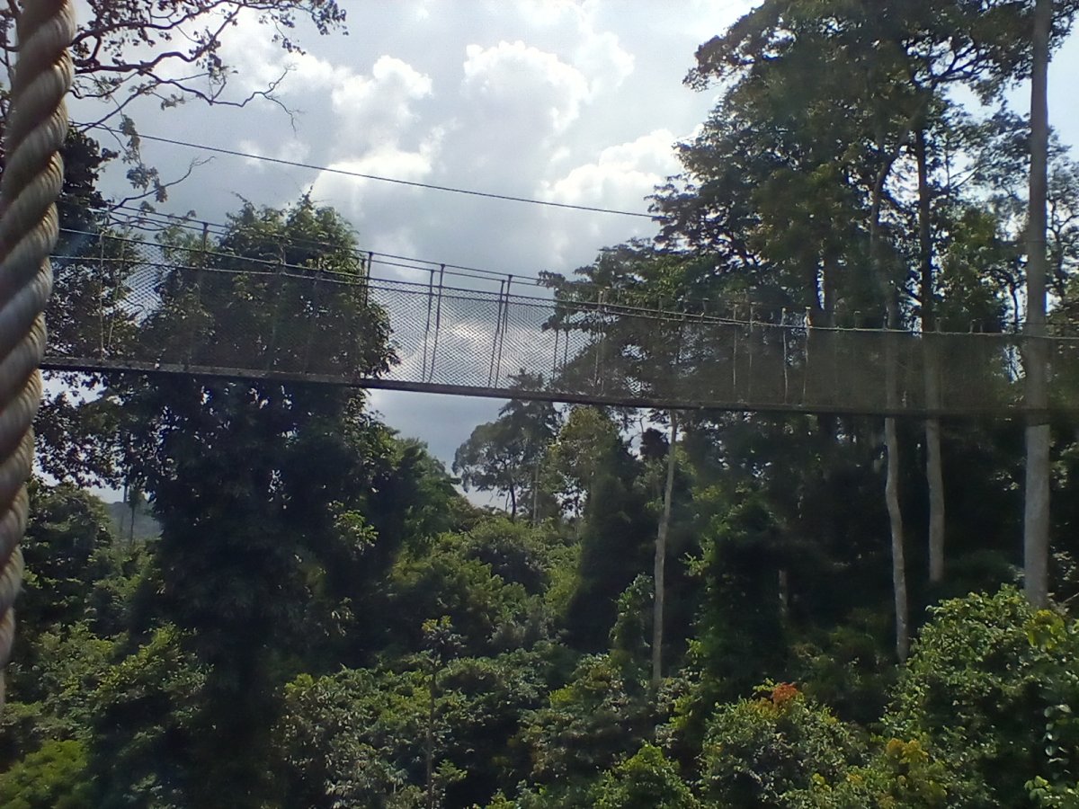 Kakum National Park: A Hidden Gem in Ghana - R82 | Secret World Trip Planner