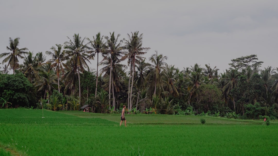 Enchanting Sunsets over Ta Phin Rice Fields - Ta Phin | Secret World Trip Planner