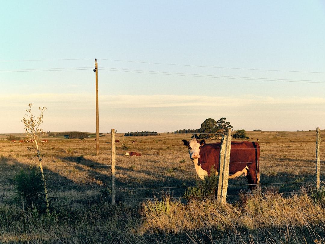 Scopri l'Uruguay: un gioiello del Sud America | Secret World Trip Planner