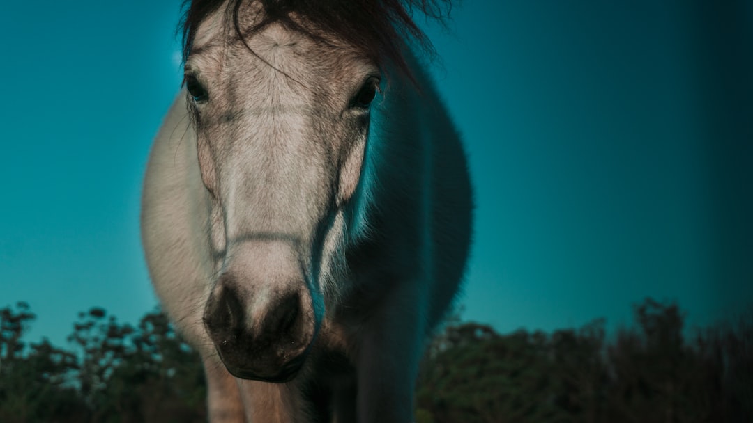 O Cavalo Azul de Franz Marc: Arte e Natureza em Zehdenick - Dorfanger 20 | Secret World Trip Planner
