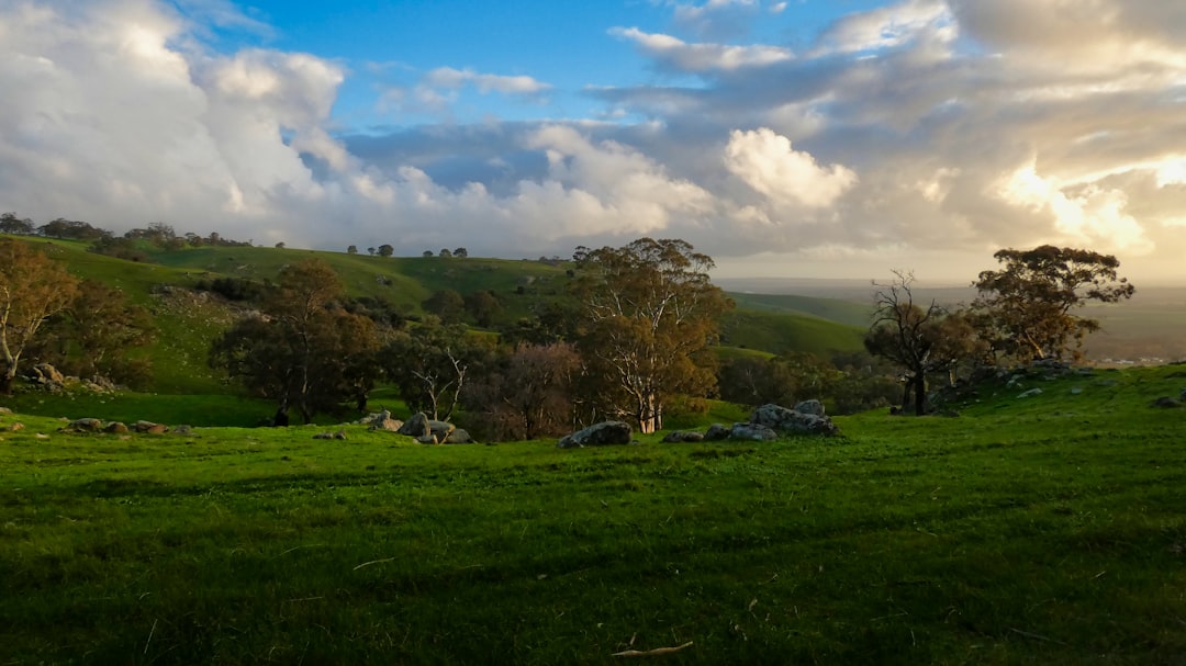 Barossa Valley: The Cradle of Australian Shiraz - Barossa Valley | Secret World Trip Planner
