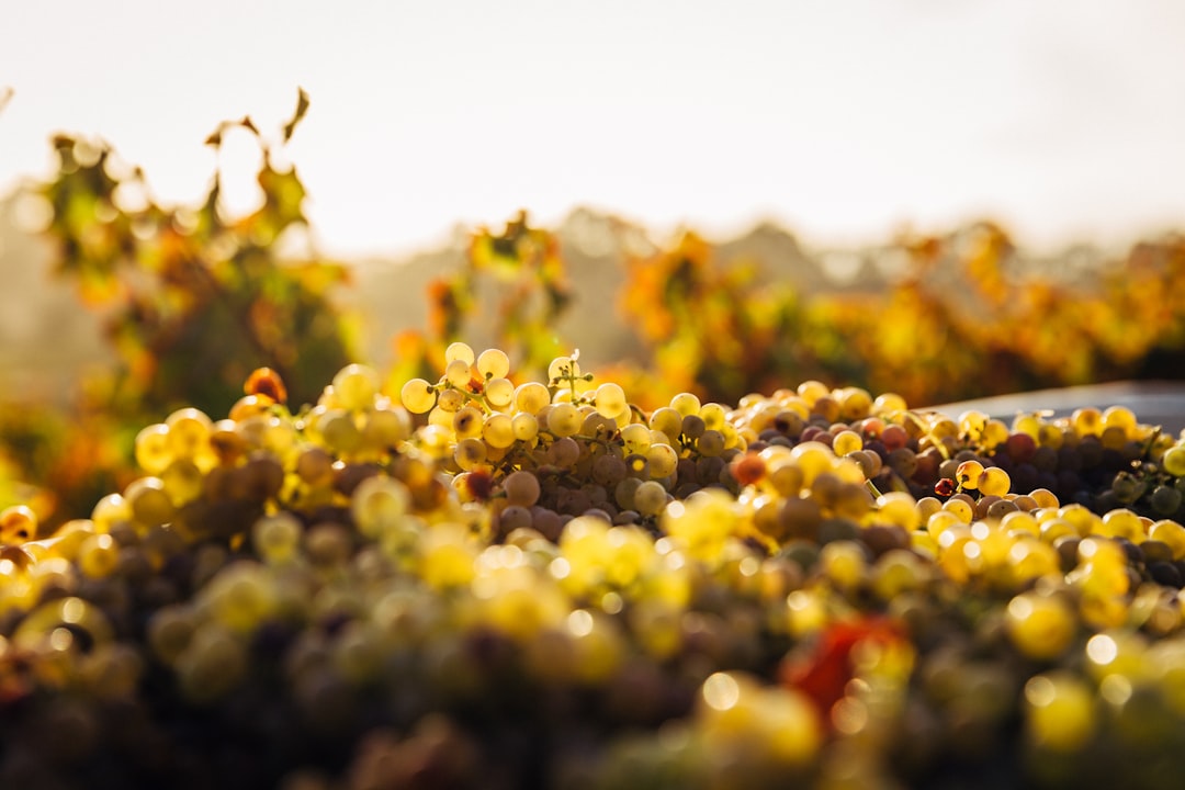 Barossa Valley: Wiege des australischen Shiraz - Barossa Valley | Secret World Trip Planner