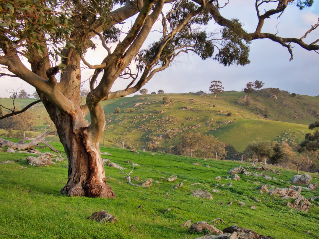 Barossa Valley : le berceau du Shiraz australien - Barossa Valley | Secret World Trip Planner