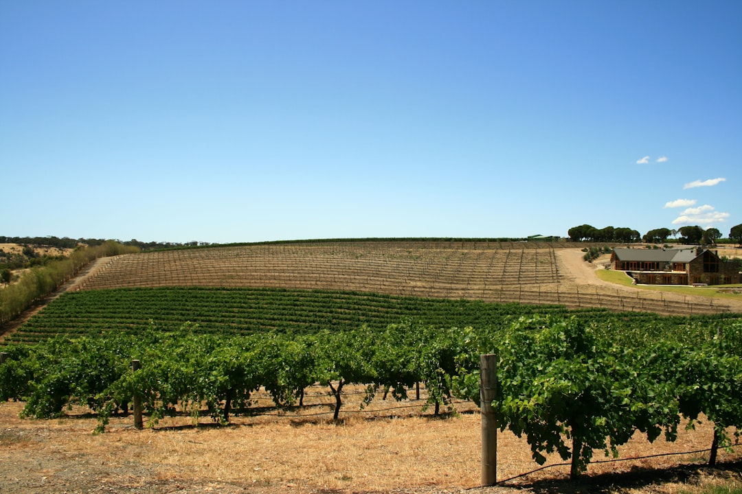 Barossa Valley: la cuna del Shiraz australiano - Barossa Valley | Secret World Trip Planner