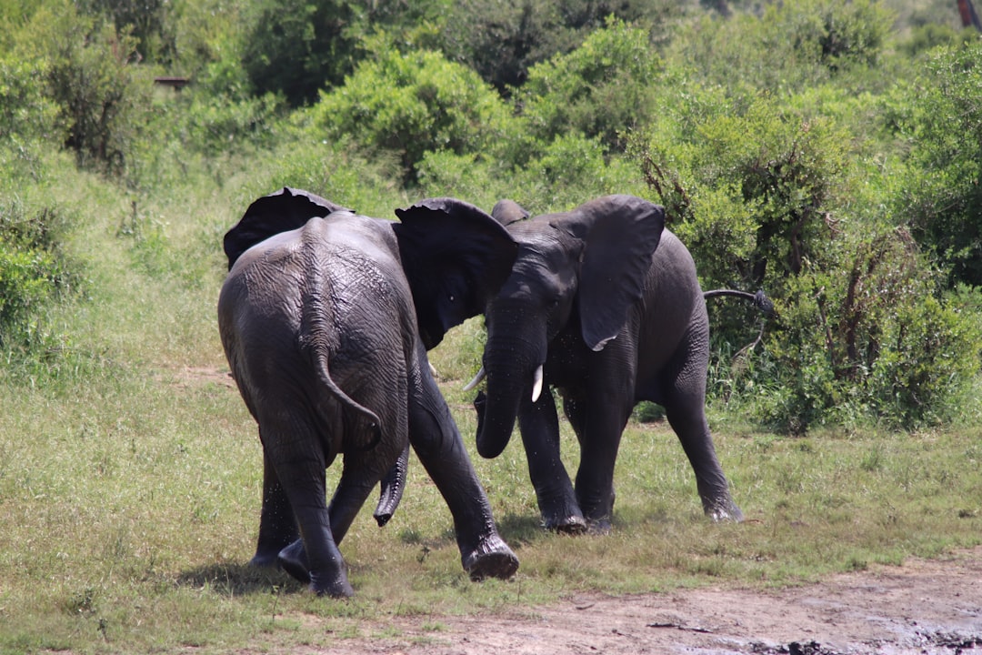 Discover Biodiversity at Kruger’s Malelane Gate - R570 | Secret World Trip Planner