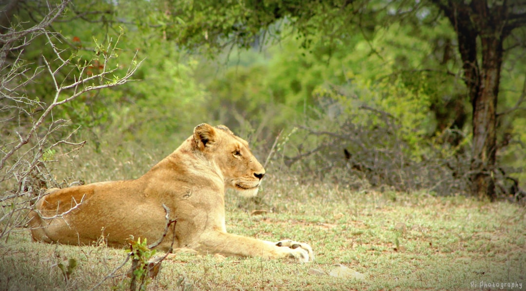 Discover Biodiversity at Kruger’s Malelane Gate - R570 | Secret World Trip Planner