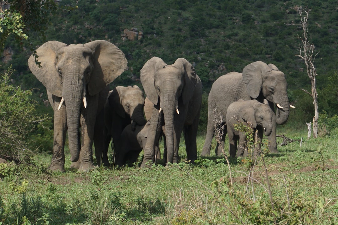 Discover Biodiversity at Kruger’s Malelane Gate - R570 | Secret World Trip Planner