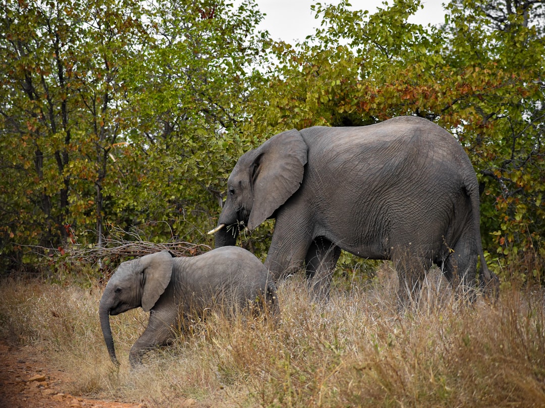 Découvrez la biodiversité à la porte Malelane du Kruger - R570 | Secret World Trip Planner