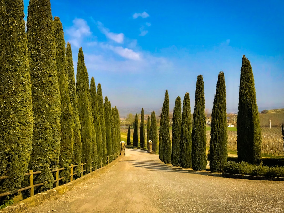 Montalcino: The Heart of Brunello Wine - 53024 Montalcino SI | Secret World Trip Planner