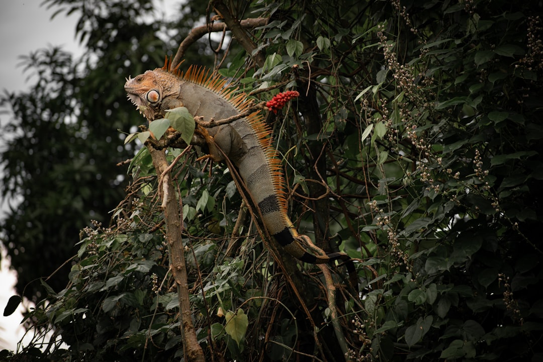 Turrialba: il vulcano attivo della Costa Rica - Provincia di Cartago | Secret World Trip Planner