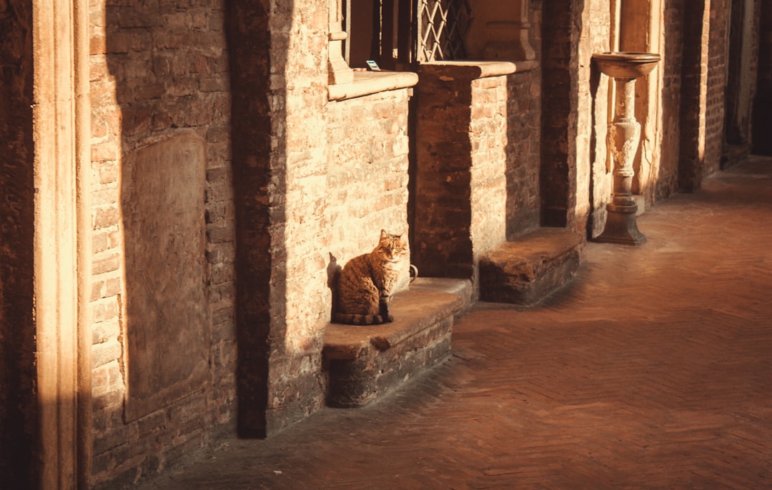 Musée des Chats de Kotor : félins et artisans médiévaux - Trg Gospa od Anđela - Stari Grad 371 | Secret World Trip Planner