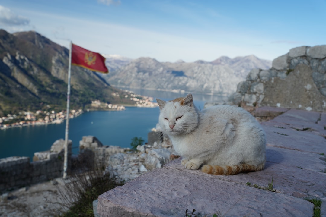 科托尔猫咪博物馆：中世纪墙内的猫与工匠 - Trg Gospa od Anđela - Stari Grad 371 | Secret World Trip Planner