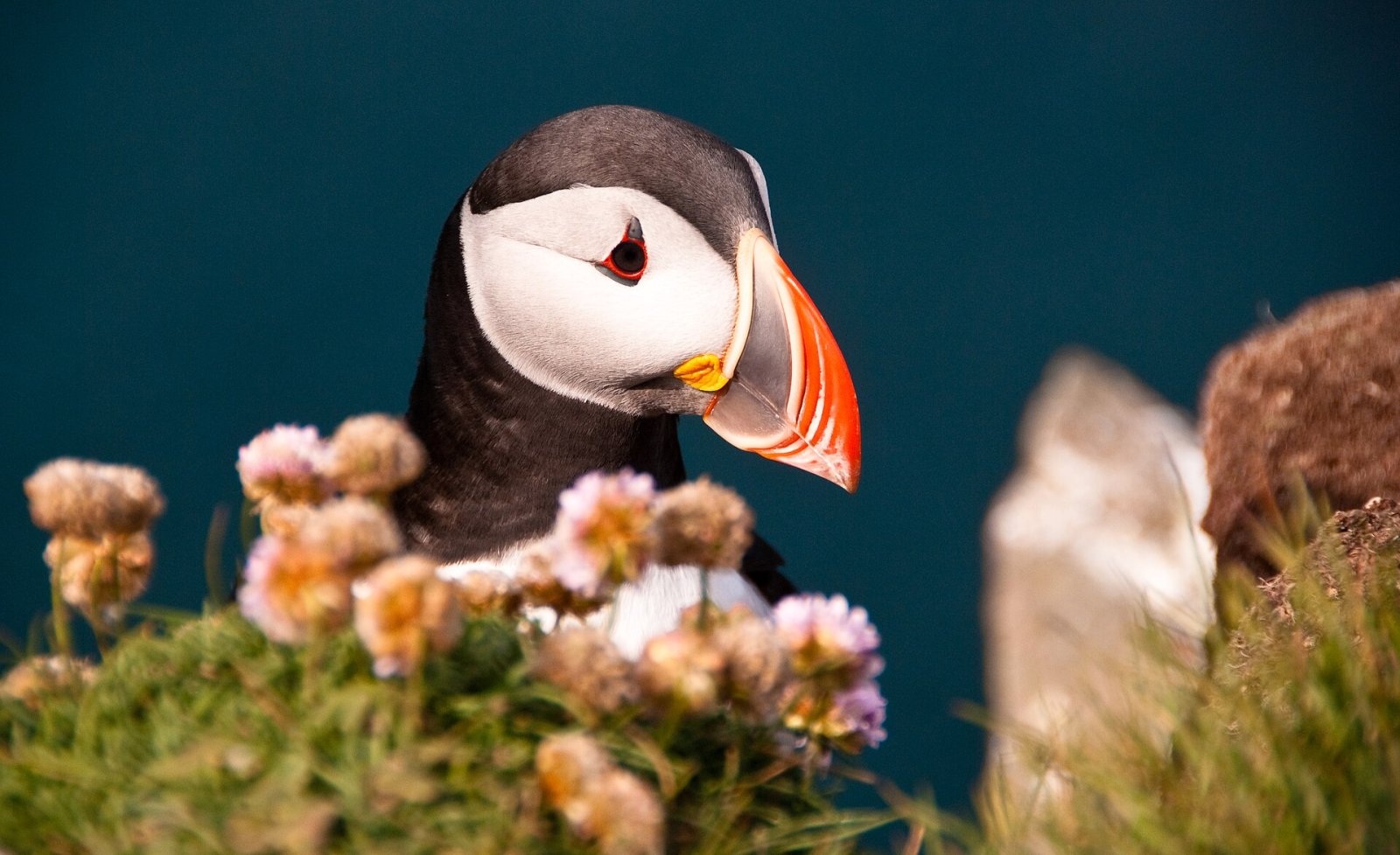 Scopri Látrabjarg: il punto più occidentale d'Islanda | Secret World Trip Planner
