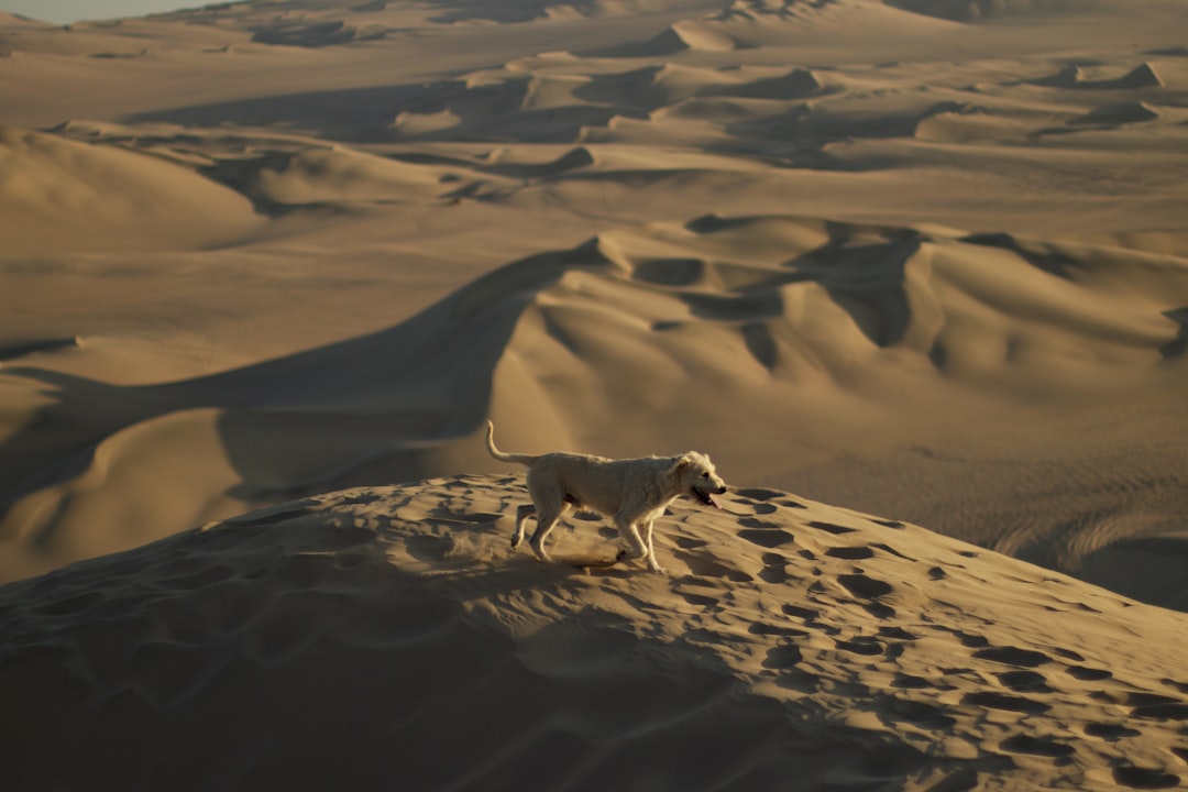Huacachina: l'oasi nel deserto di Ica, Perù - Unnamed Road | Secret World Trip Planner