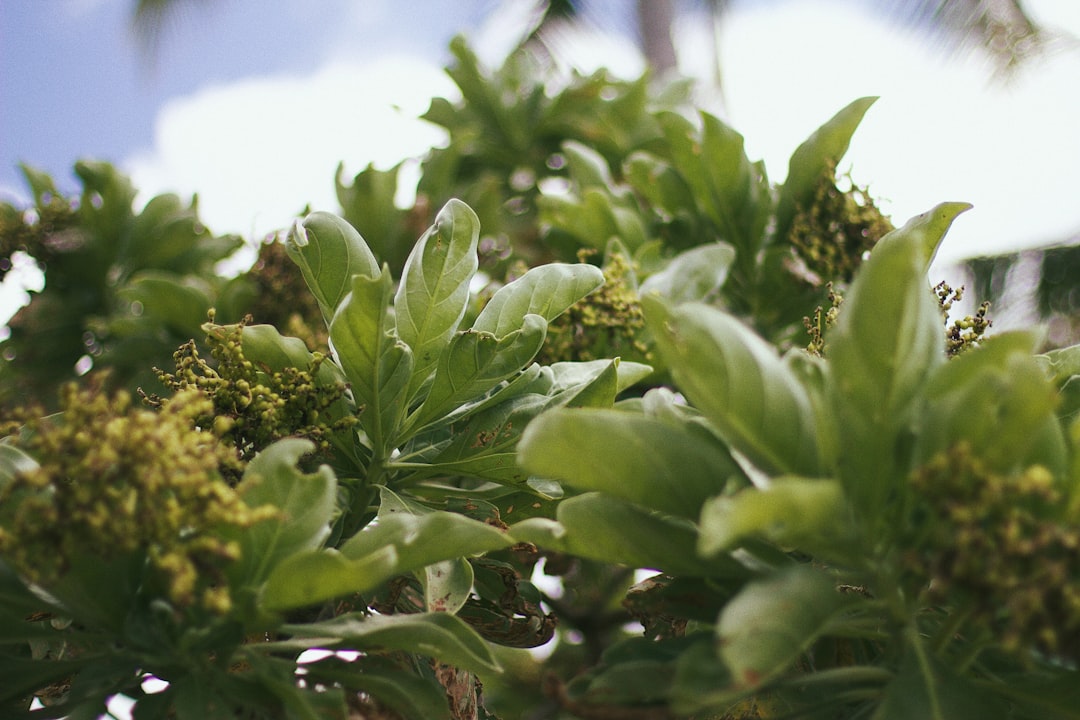 Lifou: Die Koralleninsel mit kristallklarem Wasser - Lifou | Secret World Trip Planner