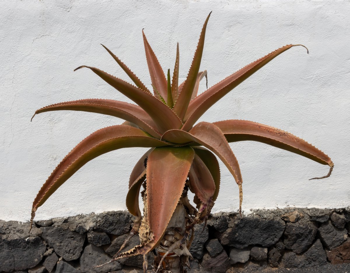 Bodegas El Grifo: vini vulcanici di Lanzarote - 35559 San Bartolomé | Secret World Trip Planner
