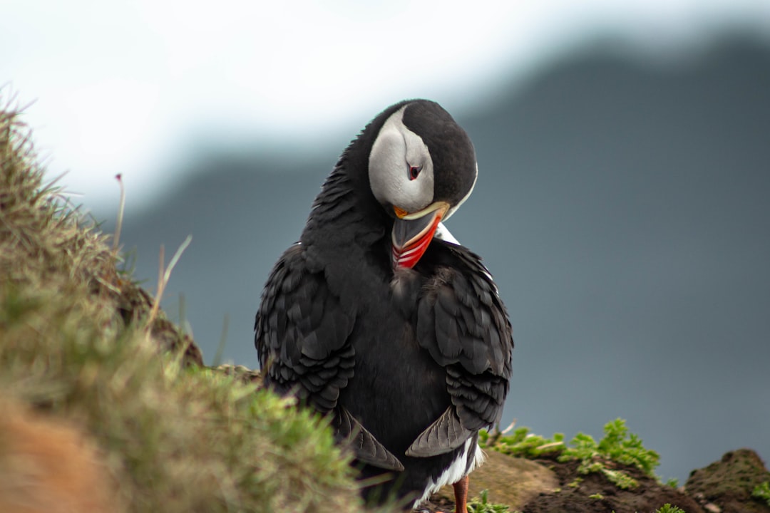 Bird Watching in Iceland: A Unique Experience in Nature - Laugarbakki | Secret World Trip Planner