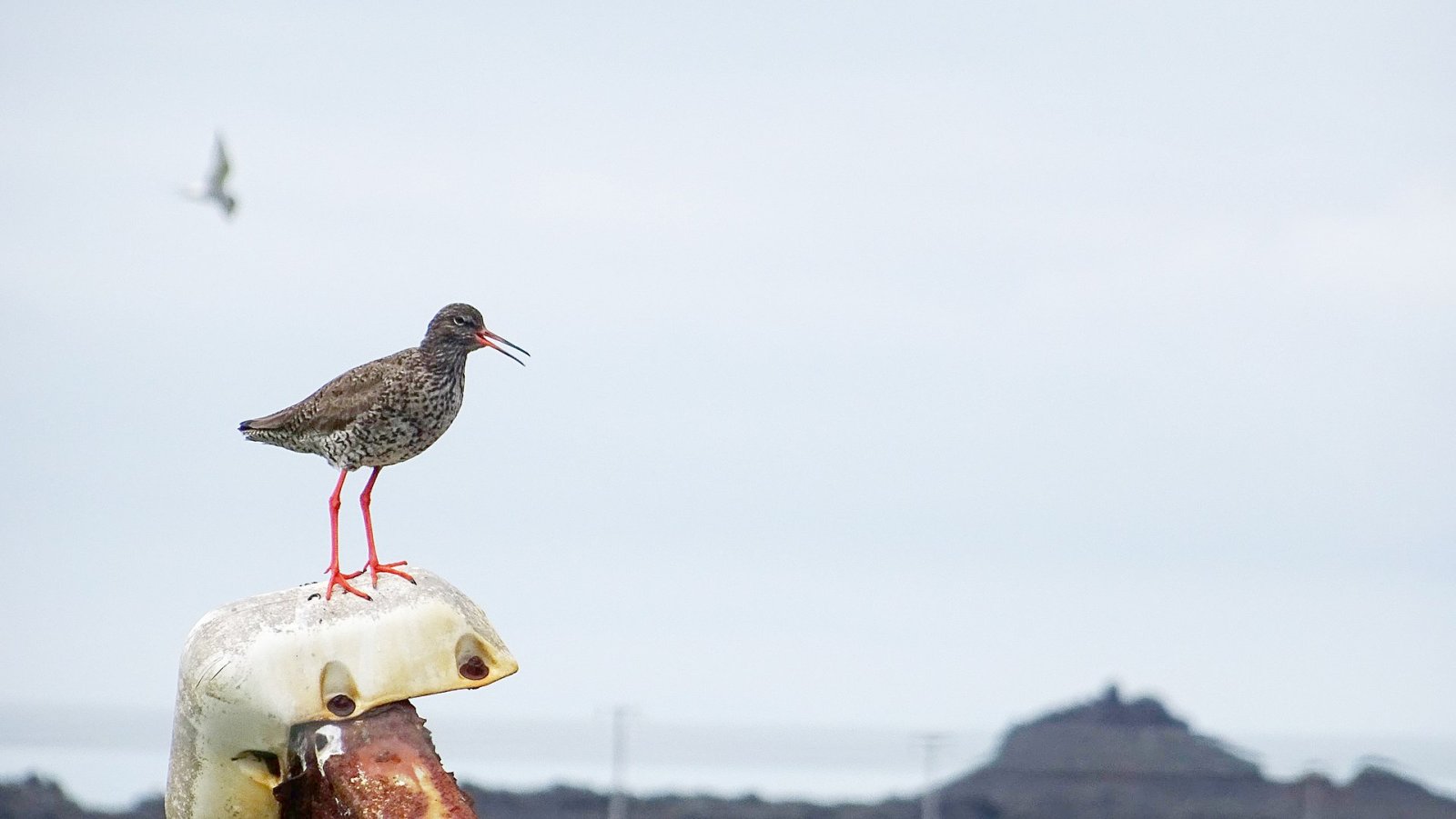 Bird Watching in Iceland: A Unique Experience in Nature - Laugarbakki | Secret World Trip Planner