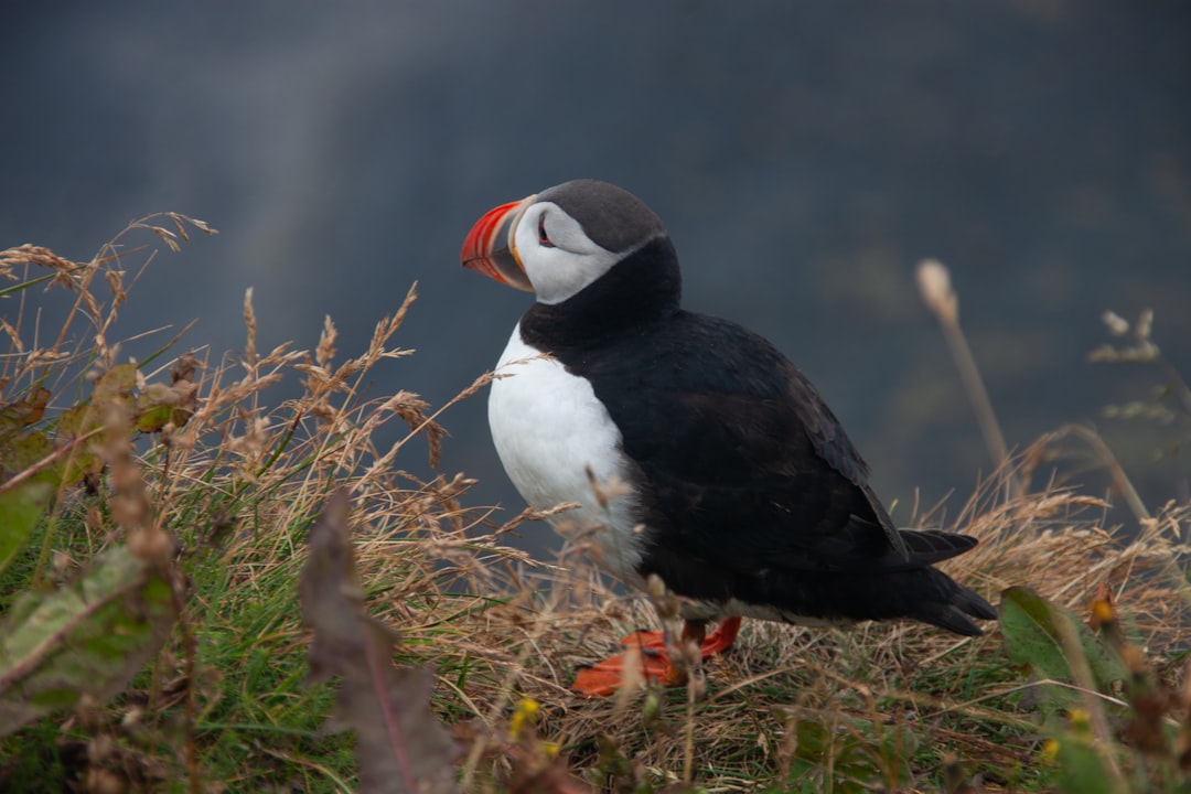 Observation des Oiseaux en Islande : Une Expérience Unique dans la Nature - Laugarbakki | Secret World Trip Planner