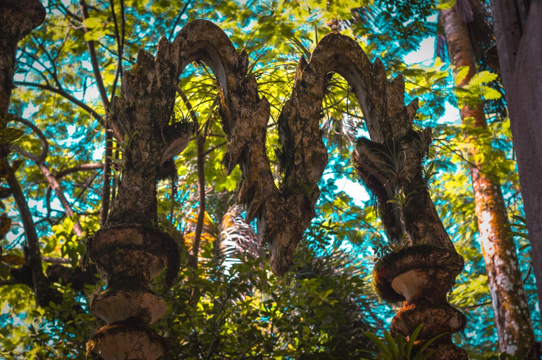 Las Pozas：墨西哥心脏中的超现实主义花园 - Xilitla | Secret World Trip Planner