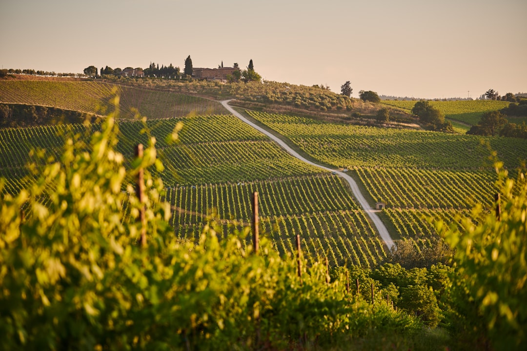Chianti Classico a Greve: vini e terroir toscano - 18 | Secret World Trip Planner