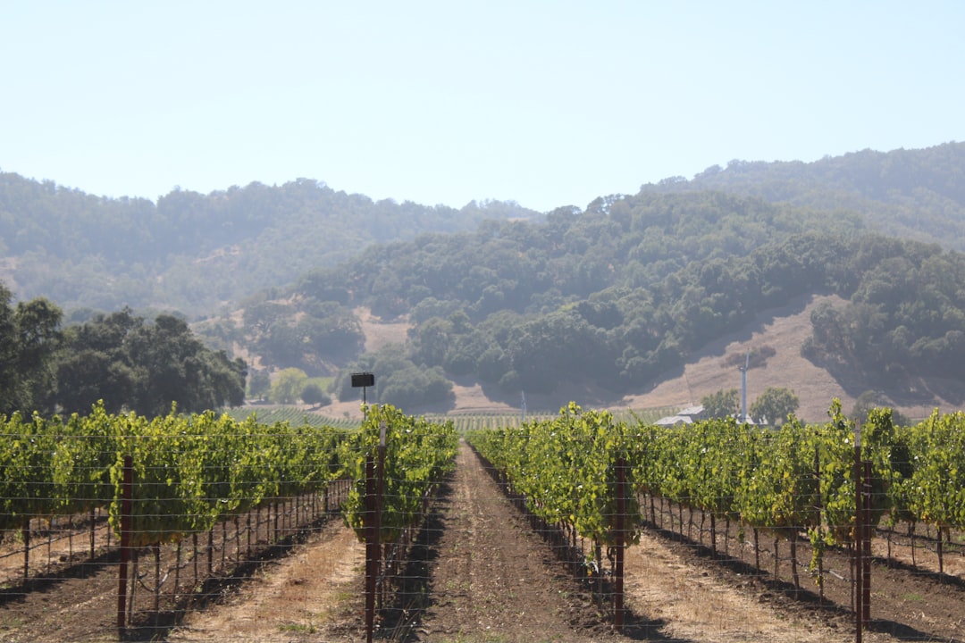 Tren del Vino en Napa Valley: paisajes y sabor - Napa | Secret World Trip Planner