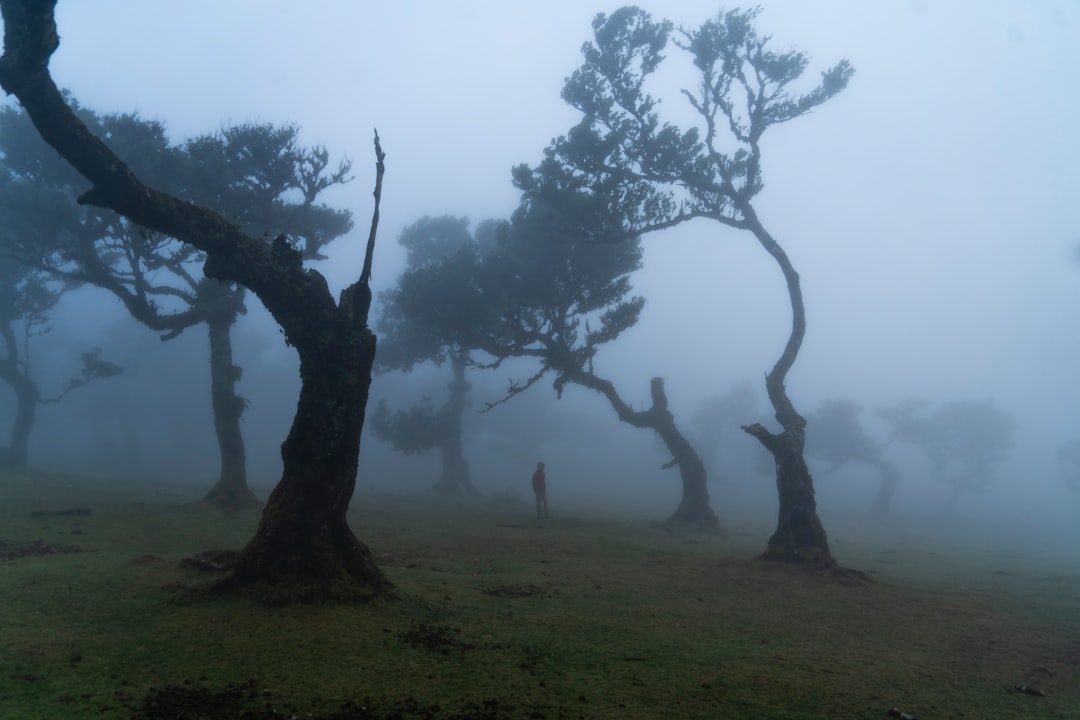 Fanal: A Corner of Untouched Nature in Portugal - Seixal | Secret World Trip Planner