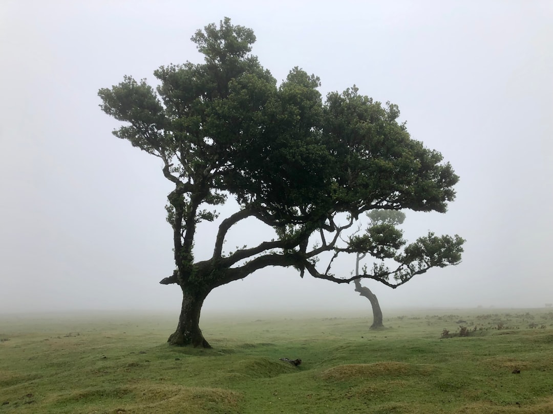 Fanal : un coin de nature préservée au Portugal - Seixal | Secret World Trip Planner