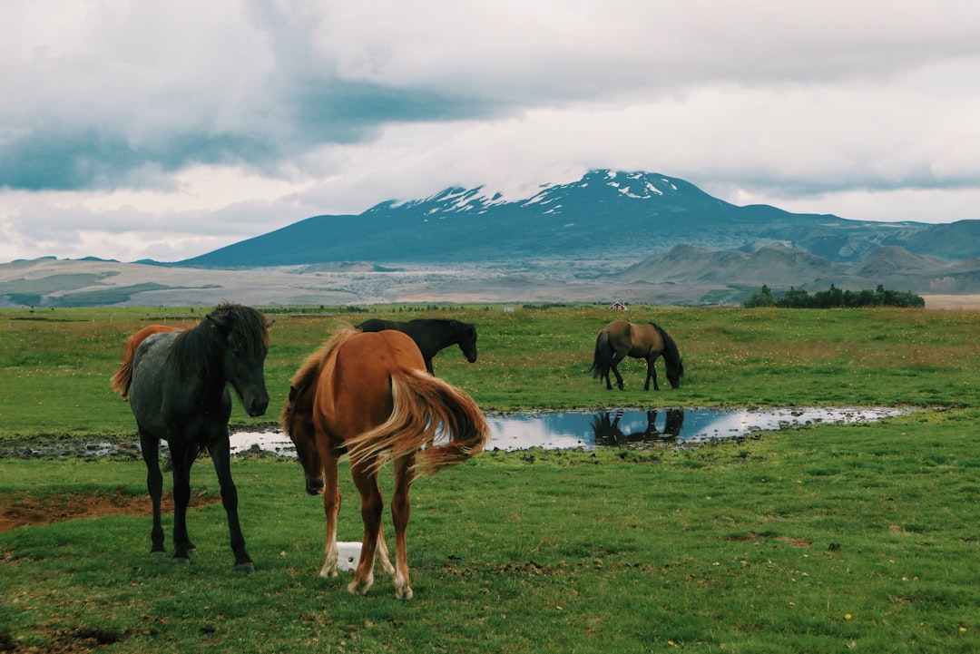 Hekla: Explore Iceland's Most Feared Volcano — Hekla