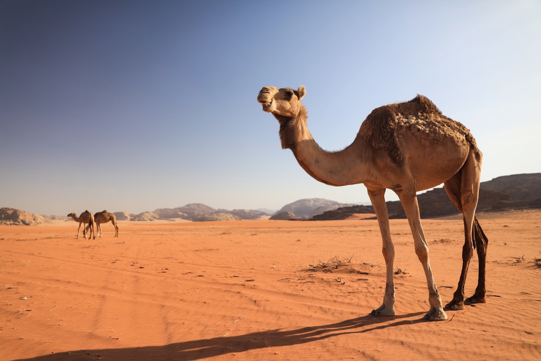Wadi Rum: tramonti rossi nel deserto di pietra - Wadi Rum Village | Secret World Trip Planner