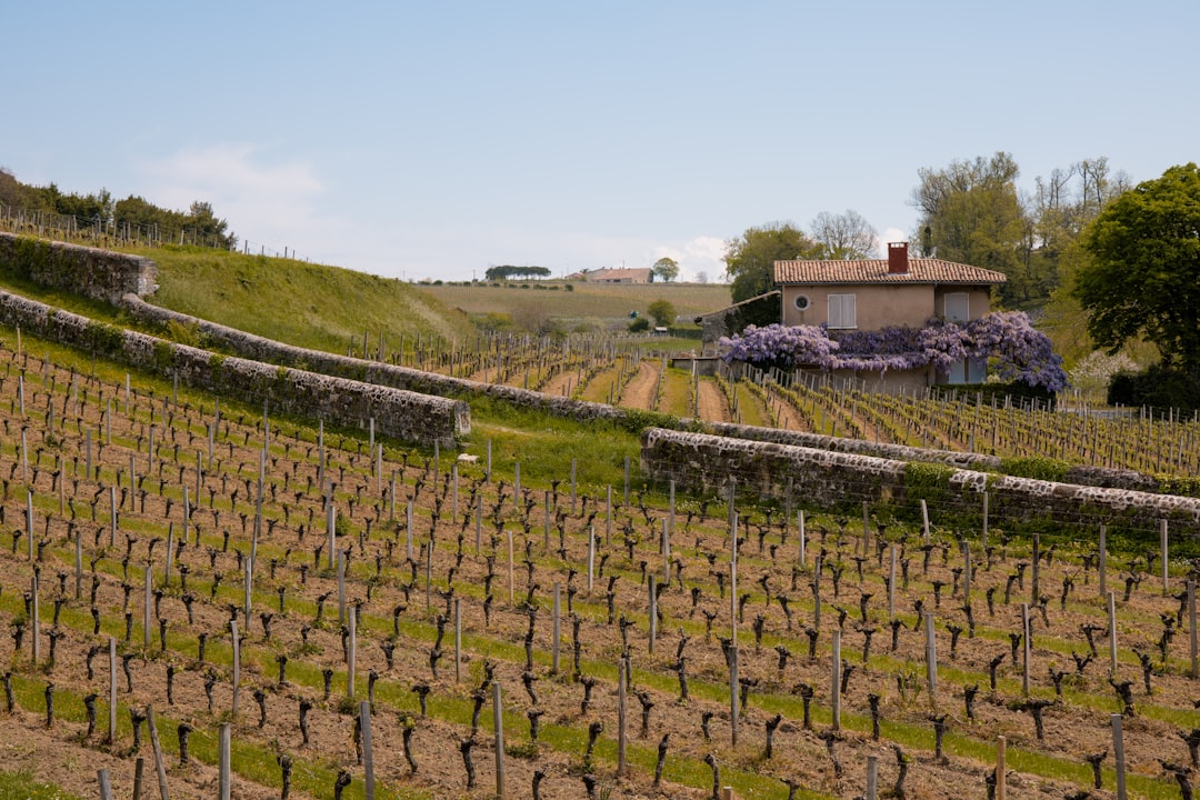 Colares : les vins atlantiques du Portugal - Alameda Cel. Linhares de Lima 32 | Secret World Trip Planner