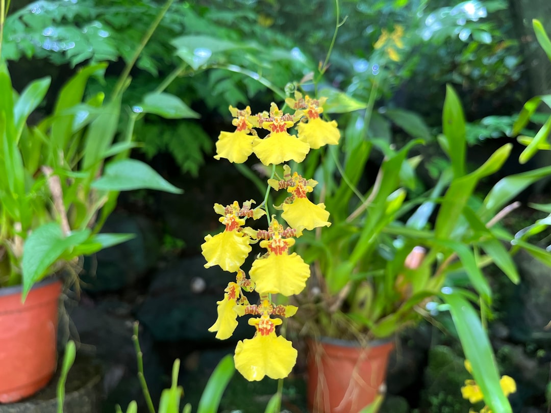 Jardín del Gigante Dormilón: orquídeas en las Fiyi - Wailoko Road | Secret World Trip Planner