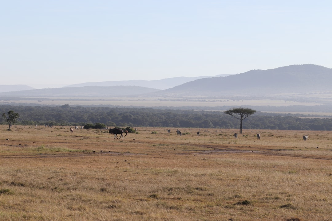 Masai Mara: grandi felini e savana keniana — Narok