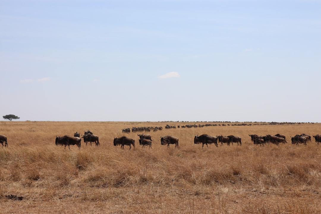 Masai Mara: Big Cats and the Kenyan Savannah - Narok | Secret World Trip Planner