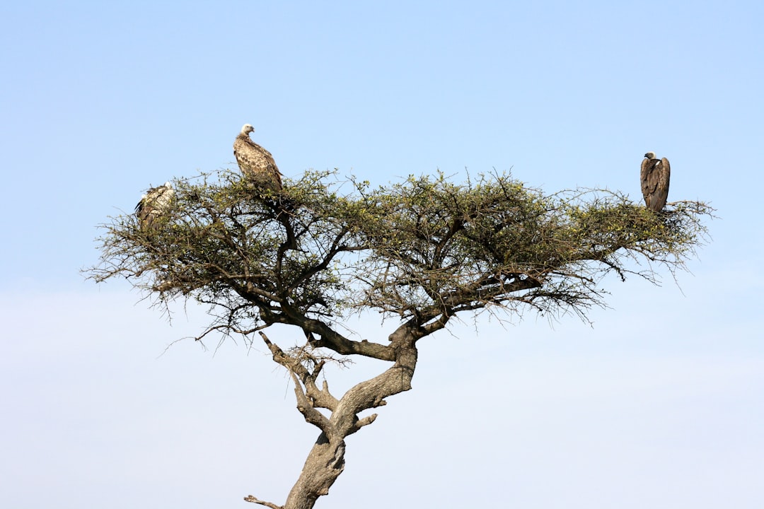 Masai Mara: Big Cats and the Kenyan Savannah - Narok | Secret World Trip Planner