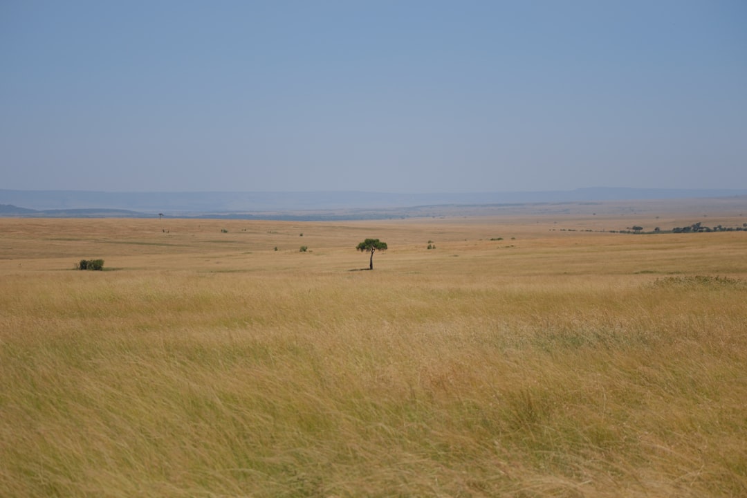 Masai Mara: Big Cats and the Kenyan Savannah - Narok | Secret World Trip Planner