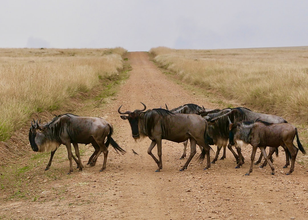 Masai Mara: Big Cats and the Kenyan Savannah - Narok | Secret World Trip Planner