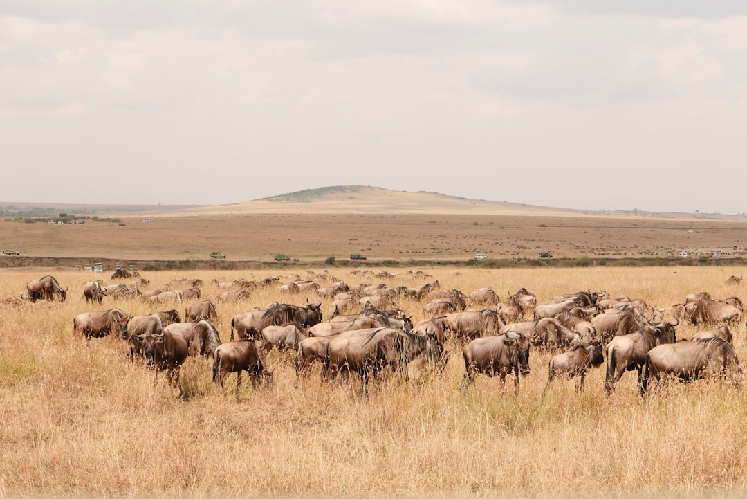 Masai Mara : grands félins et savane kenyane - Narok | Secret World Trip Planner
