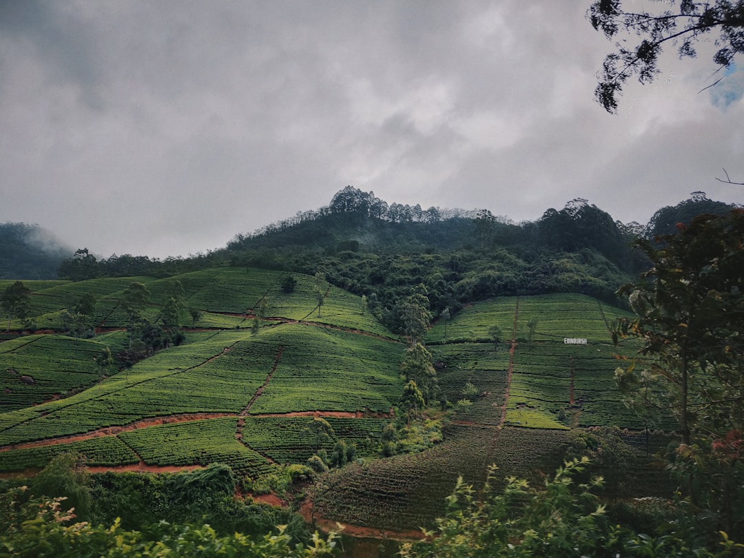 Thotupola Kanda:斯里兰卡心中的自然天堂 - Pattipola | Secret World Trip Planner