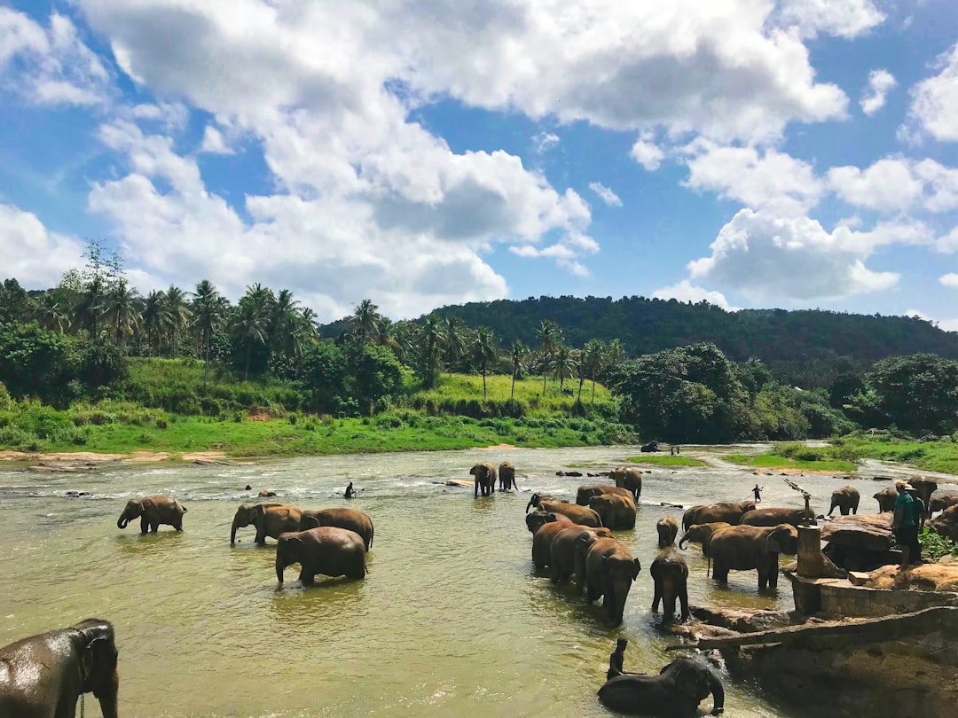 Gommolli Kanda : Un Trésor Naturel au Cœur du Sri Lanka - Belihuloya | Secret World Trip Planner