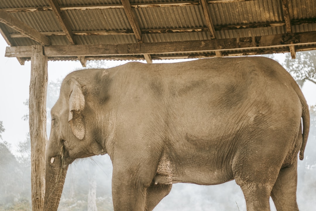 Chitwan: rinoceronti e coccodrilli sul fiume Rapti - HFFV+Q6W | Secret World Trip Planner