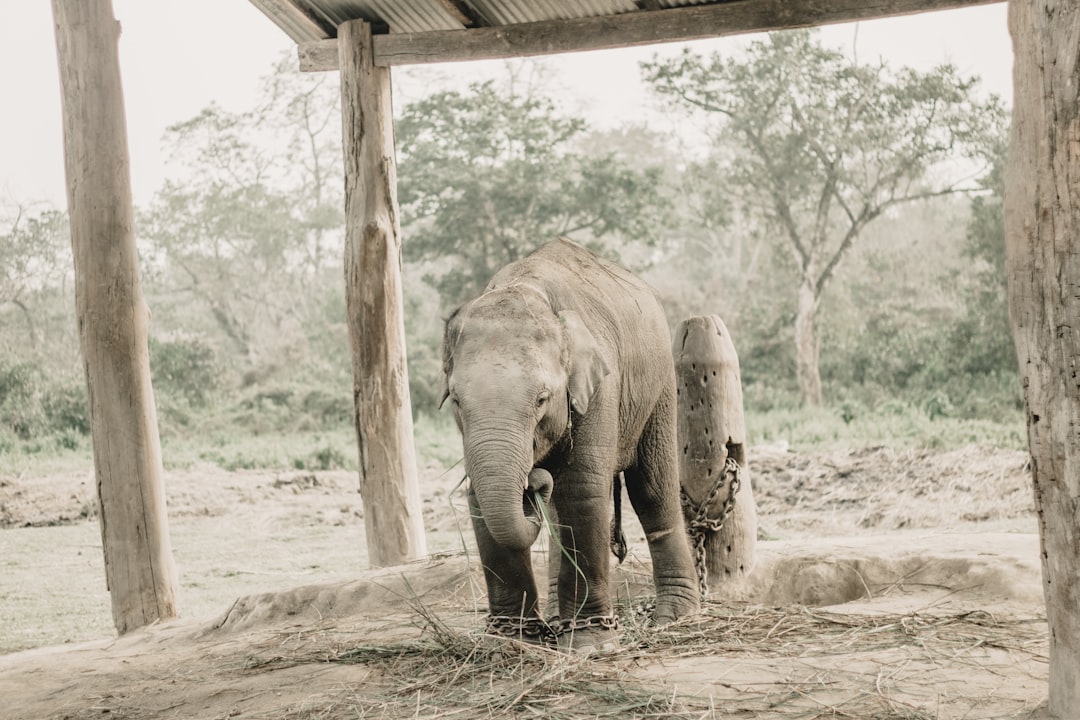 Chitwan: Rhinos and Crocs on the Rapti River — HFFV+Q6W