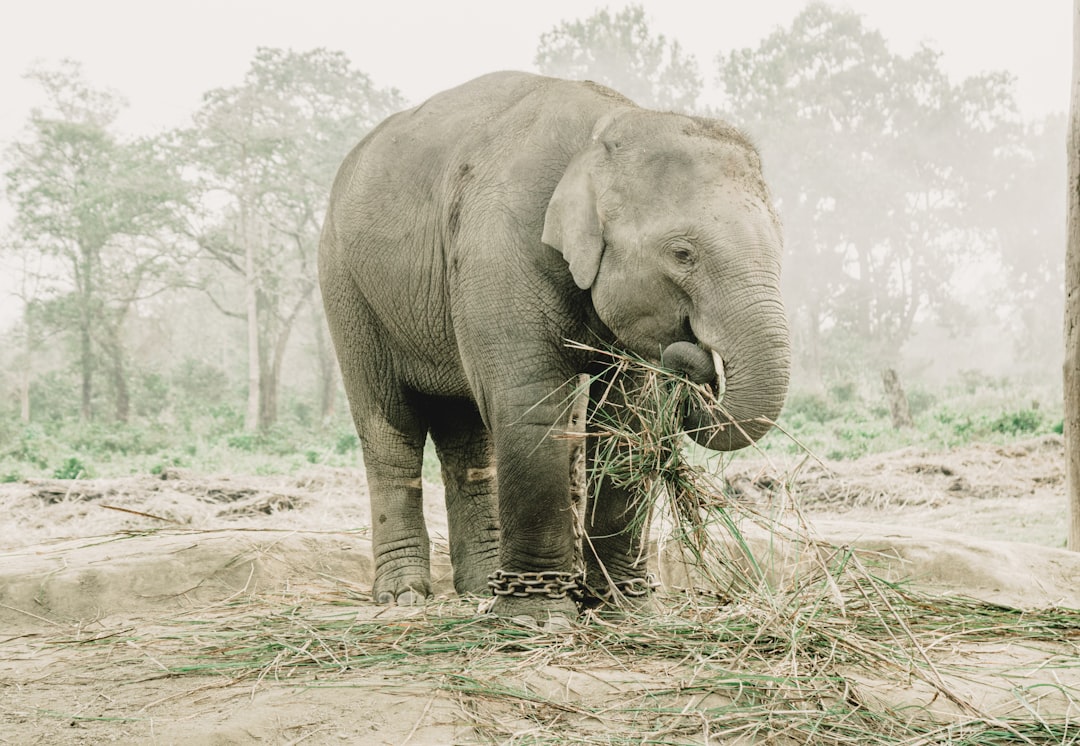 Chitwan: Nashörner und Krokodile am Rapti-Fluss - HFFV+Q6W | Secret World Trip Planner