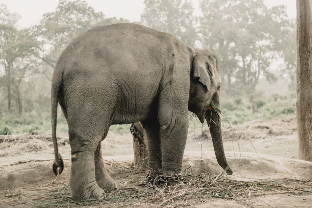 Chitwan : rhinocéros et crocodiles sur le fleuve Rapti - HFFV+Q6W | Secret World Trip Planner