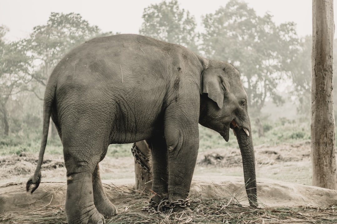 Chitwan: rinocerontes e crocodilos no rio Rapti - HFFV+Q6W | Secret World Trip Planner