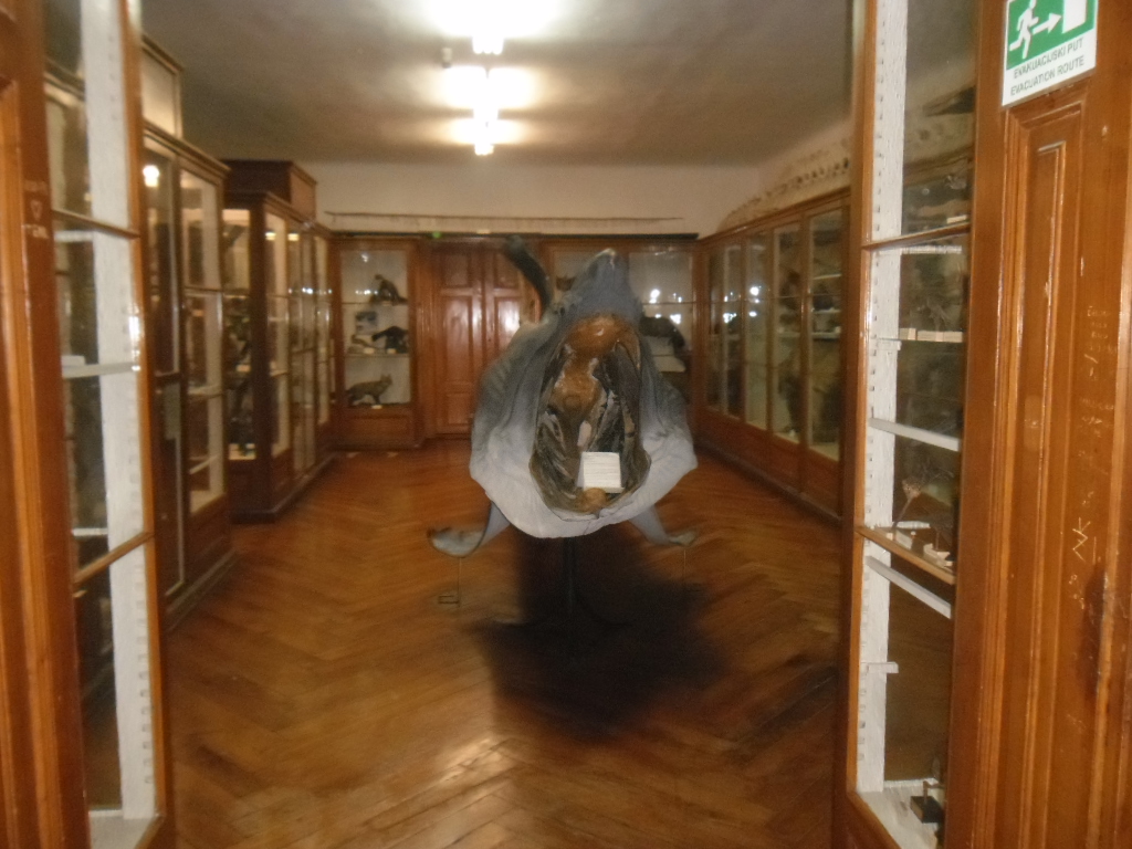 クロアチア自然史博物館：ザグレブの自然の旅 - Zagreb | Secret World Trip Planner